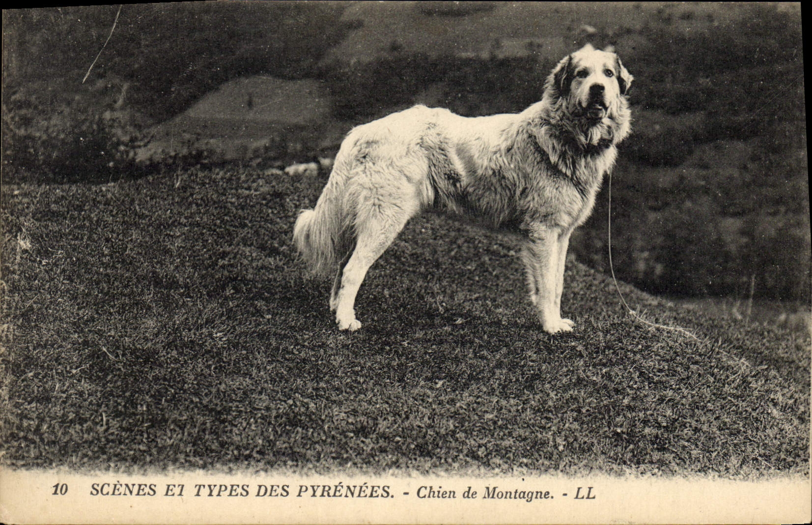CPA Chiens Chien de montagne Pyrenees