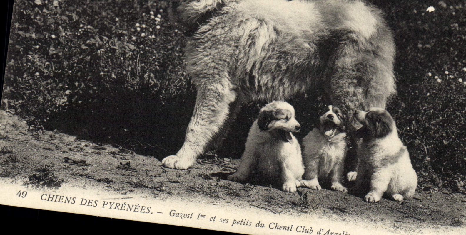 CPA Chiens des Pyrenees Gazost 1er et ses petits du Chenil Club d'Argeles Chien