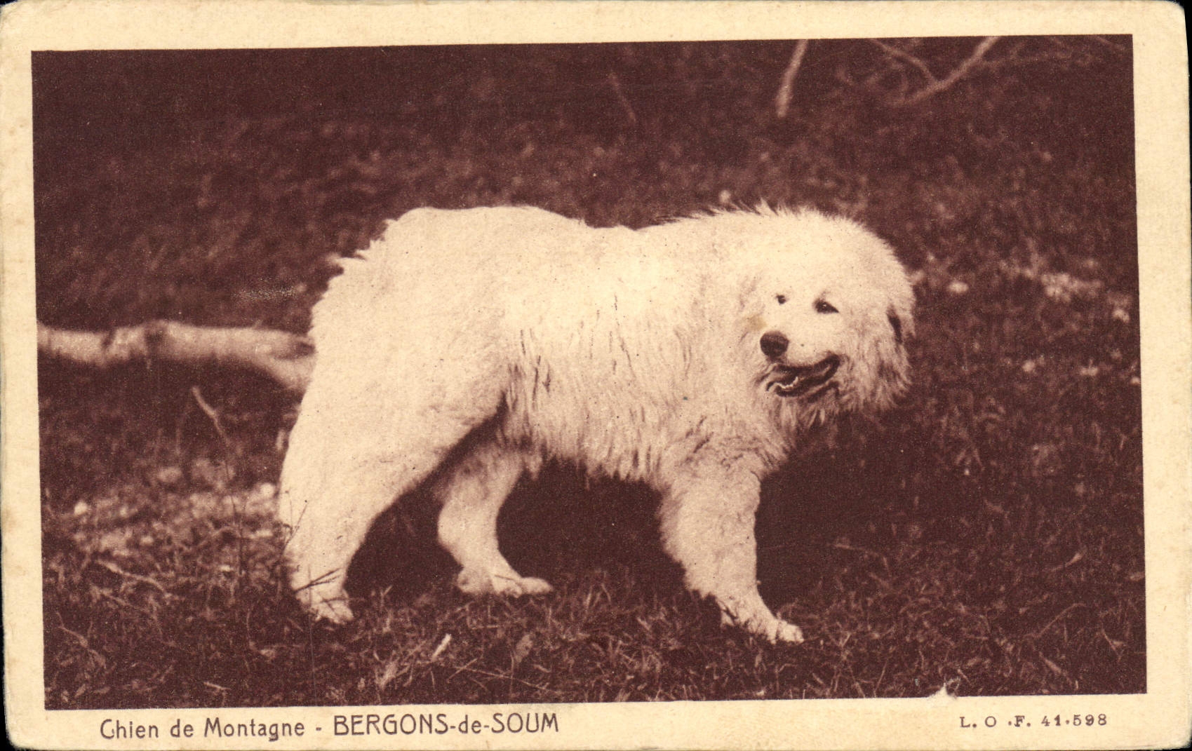 Vintage Postcard Dogs Dog of mountain Bergons de Soum