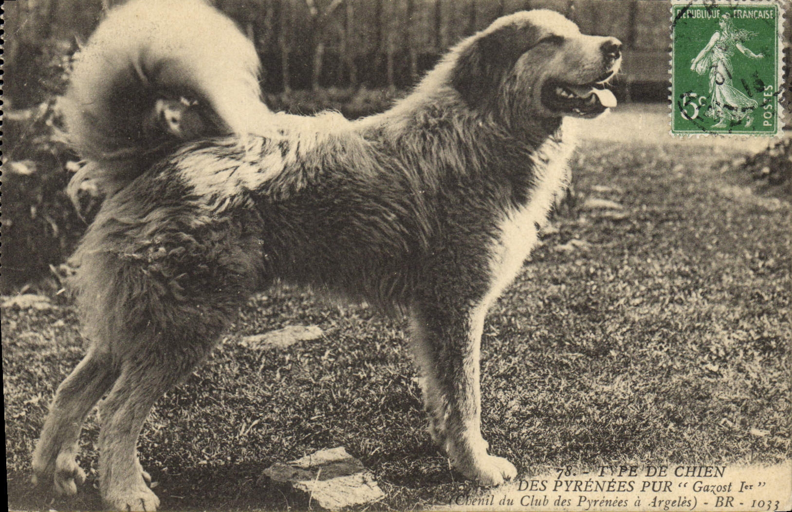 CPA Chiens Chien des Pyrenees Gazost 1er Chenil du Club des Pyrenees a Argeles