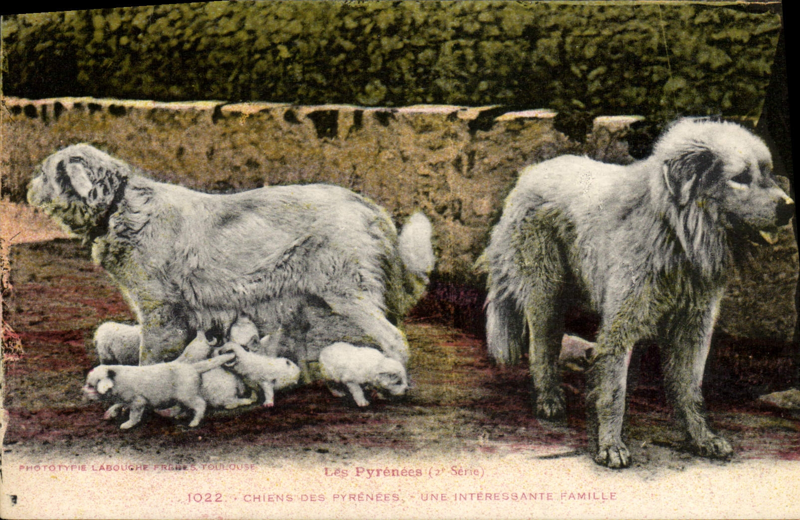 CPA Chiens des Pyrenees Une interessante famille Chien