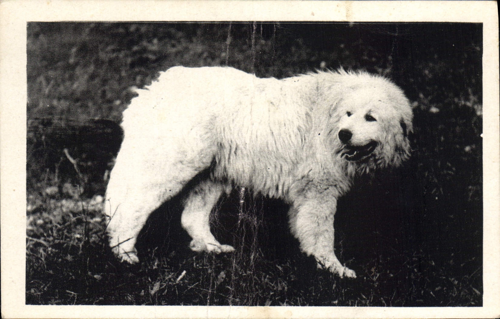 CPA Chiens Chien Bergoms de Soum