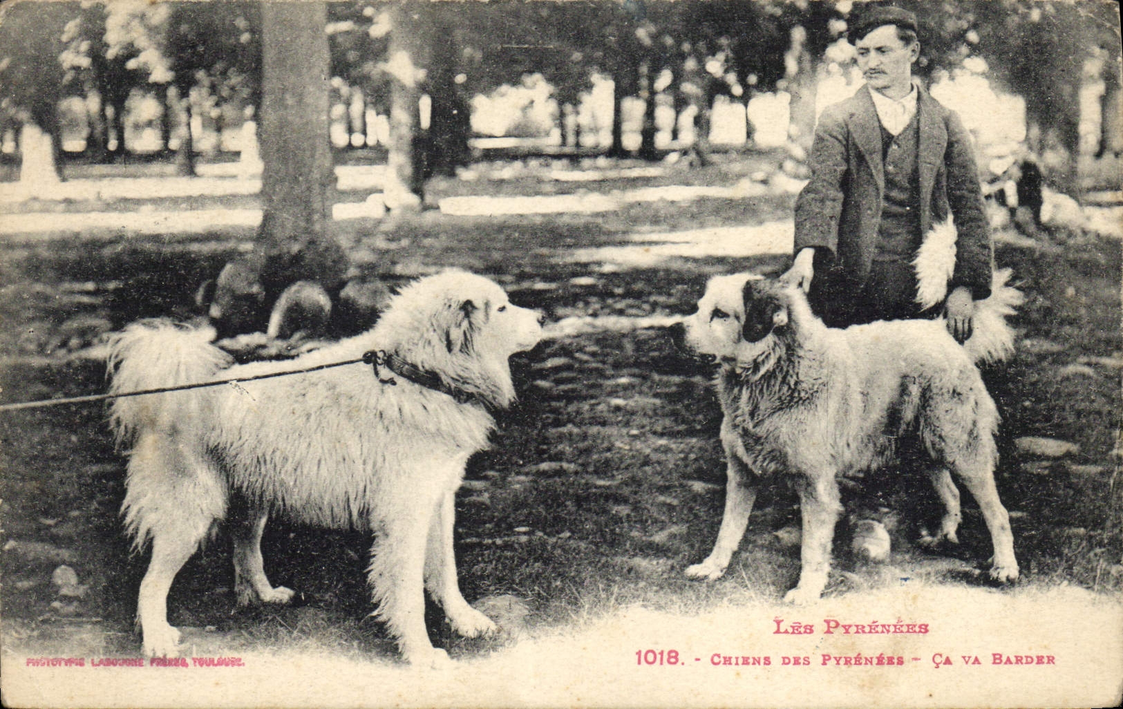 Vintage Postcard Chiens of the Pyrenees That will bard Chien