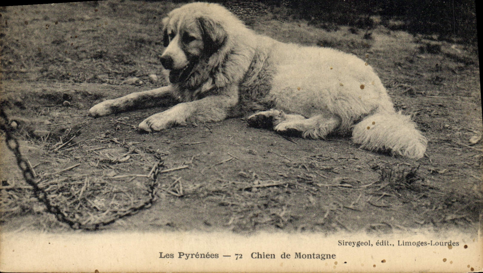Vintage Postcard Dogs Dog of mountain