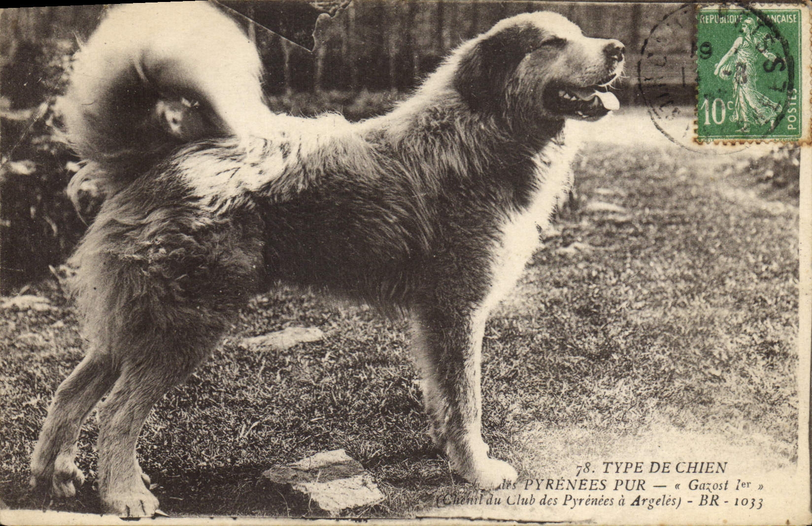 Vintage Postcard Dogs Dog of the Pyrenees Gazost 1st Argeles