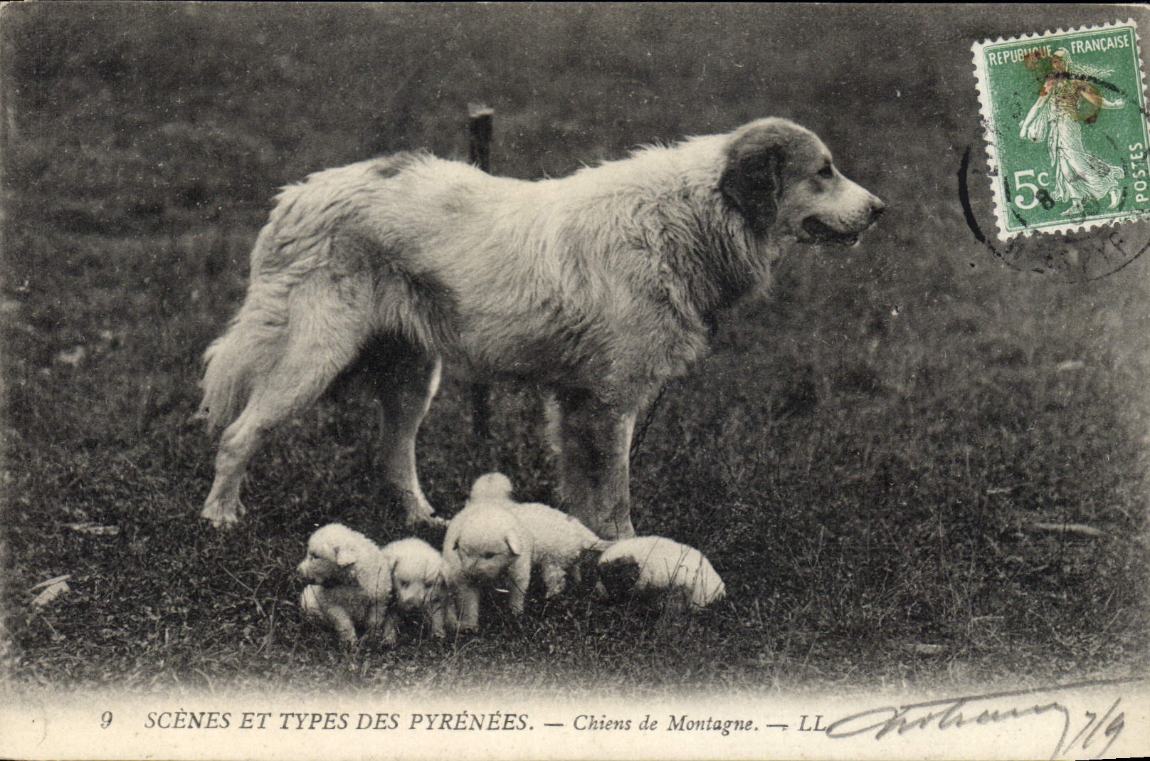 CPA Chiens de montagne Pyrenees Chien 