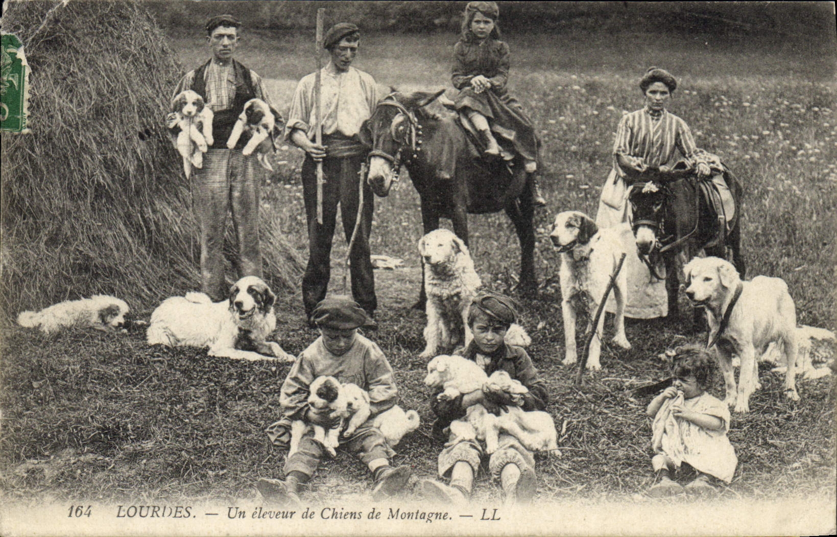 Vintage Postcard Doors a stockbreeder of Dogs of mountain Dog SIGNAL