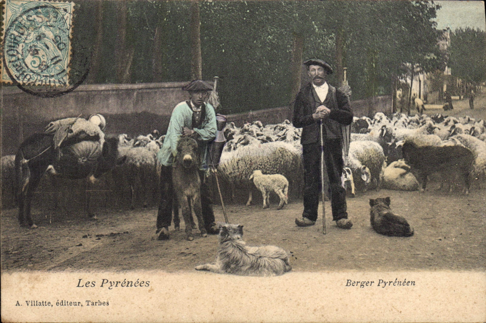 Vintage Postcard Dogs Dog the Pyrenees Pyrenean Shepherd Sheep Donkey Mule Folklore SIGNAL