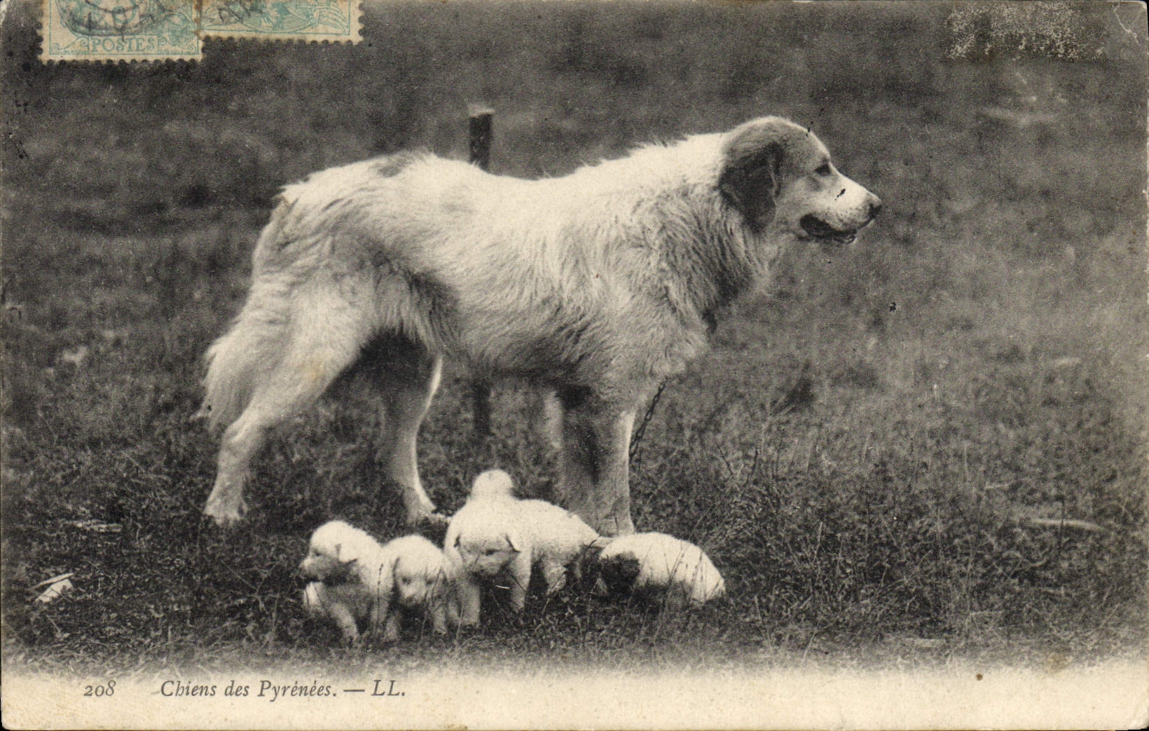 CPA Chiens des Pyrenees Chien 