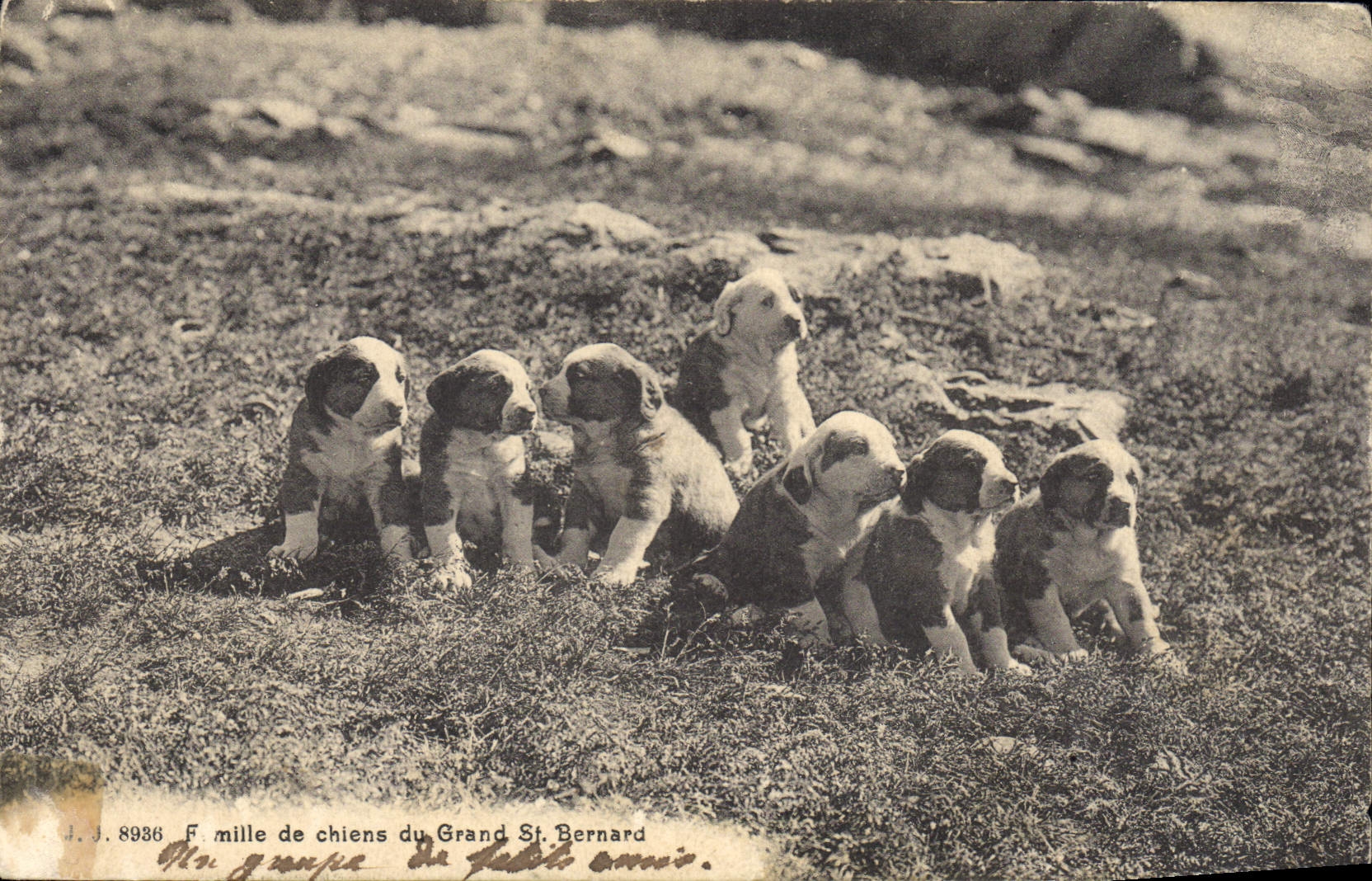 Vintage Postcard Dogs Dog Family of dogs of Large St Bernard