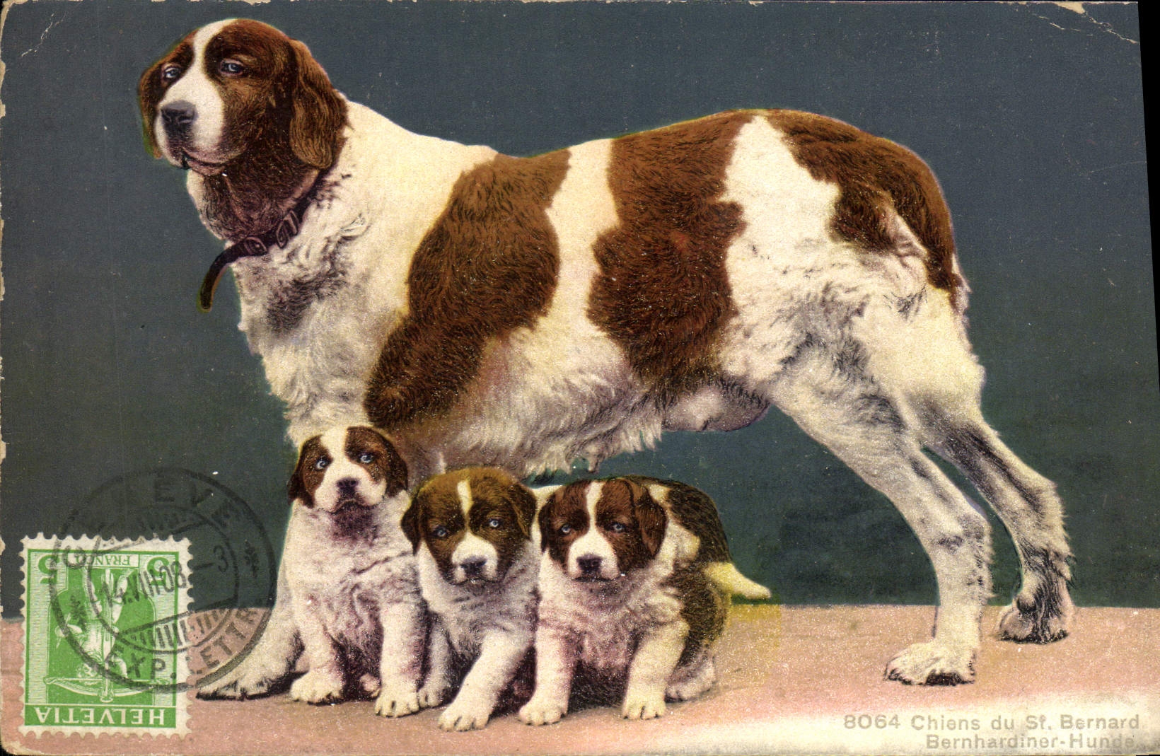 CPA Chiens du St Bernard Chien 