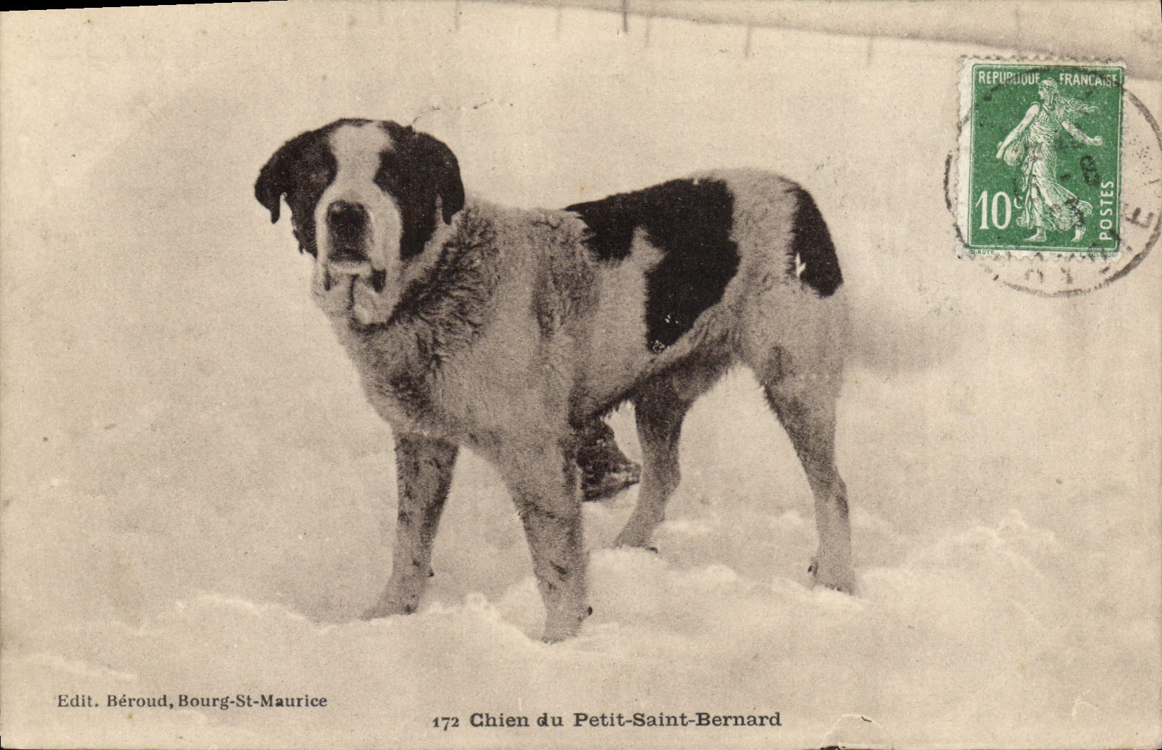 Vintage Postcard Dogs Dog of Small St Bernard