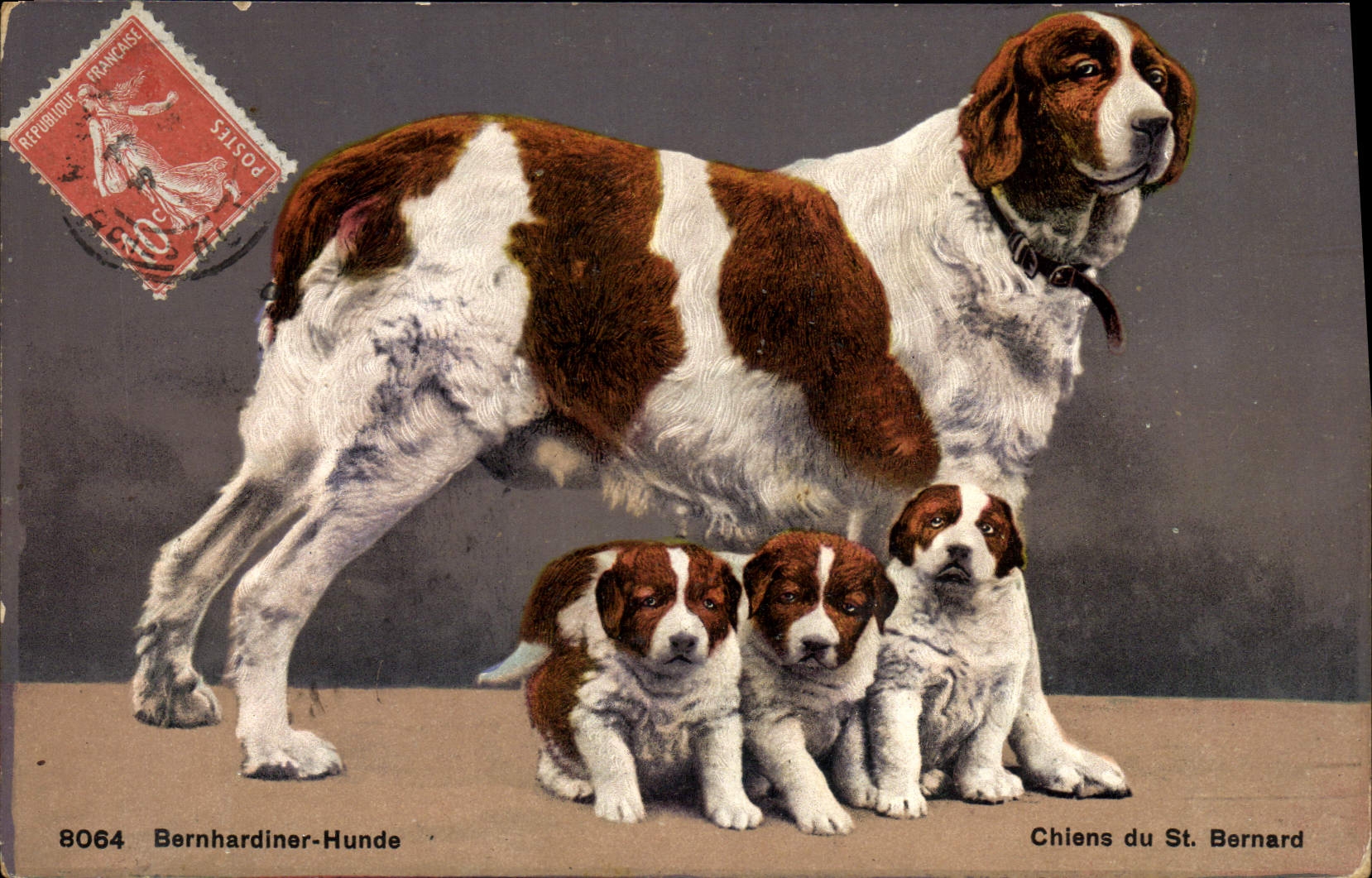 CPA Chiens du St Bernard Chien 