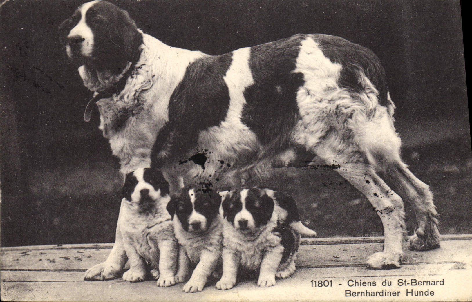 CPA Chiens du St Bernard Chien 
