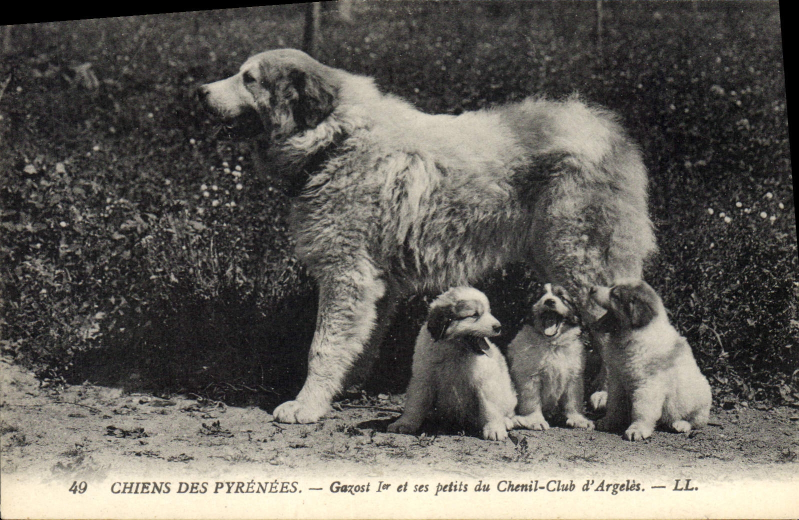 CPA Chiens des Pyrenees Gazost &Er et ses petits du Chenil Club d'Argeles Chien 