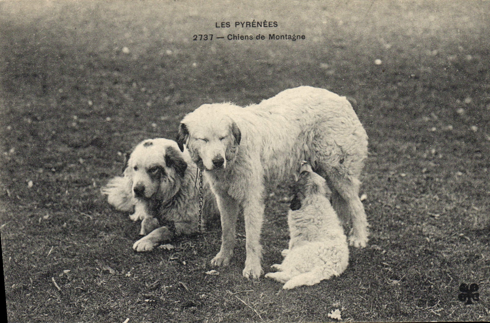 CPA Chiens de montagne Pyrenees Chien 