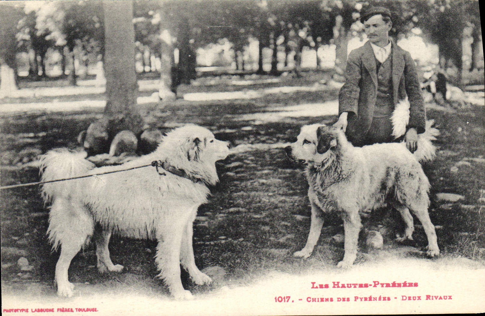 CPA Chiens des Pyrenees Chien Deux rivaux