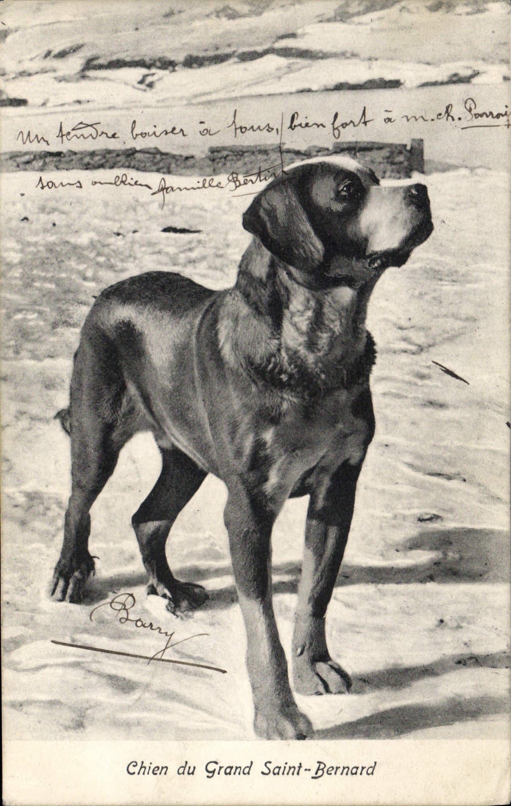 Vintage Postcard Dogs Dog of the Great Saint Bernard