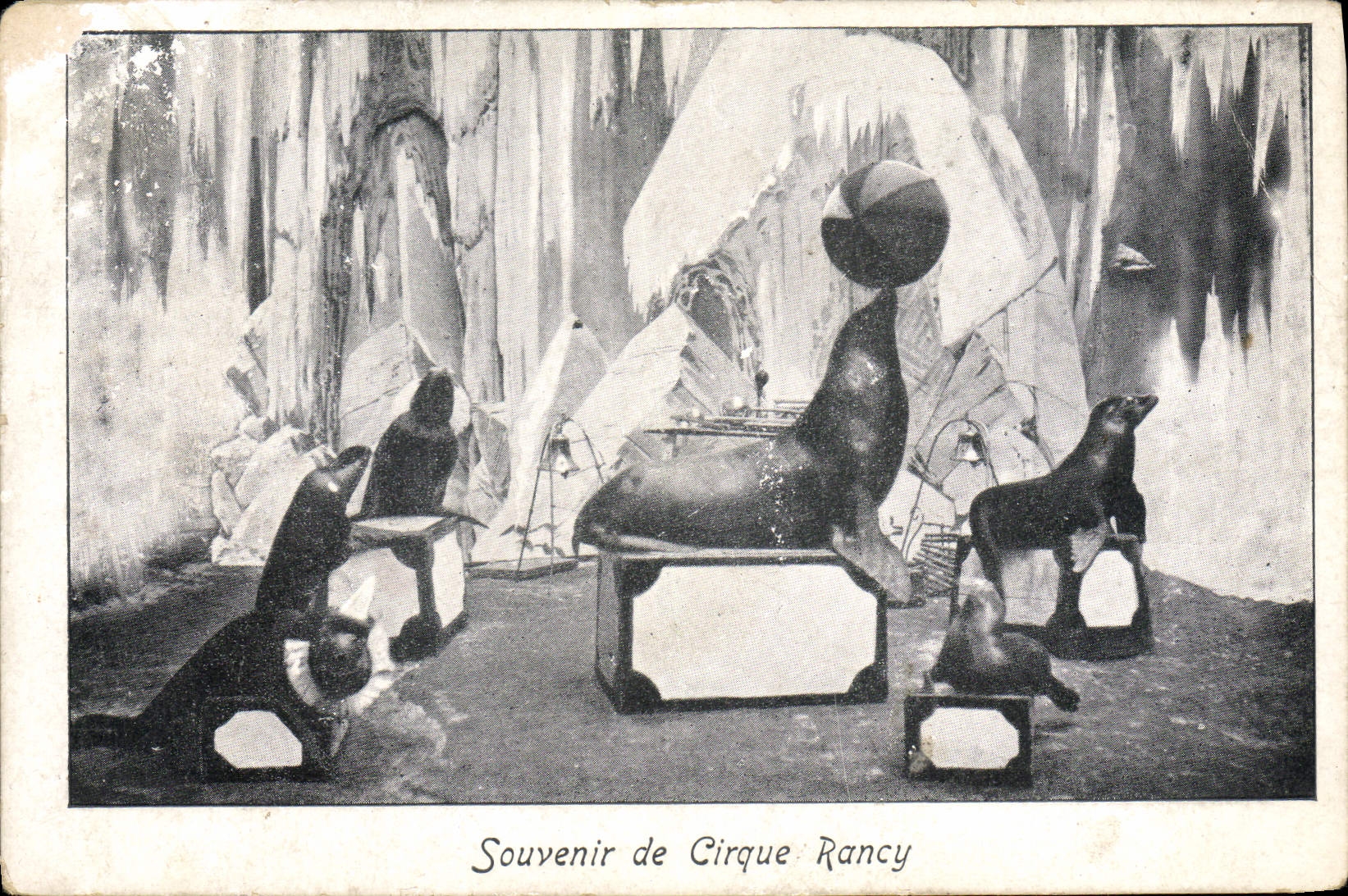 CPA Cirque Rancy Phoque Otarie