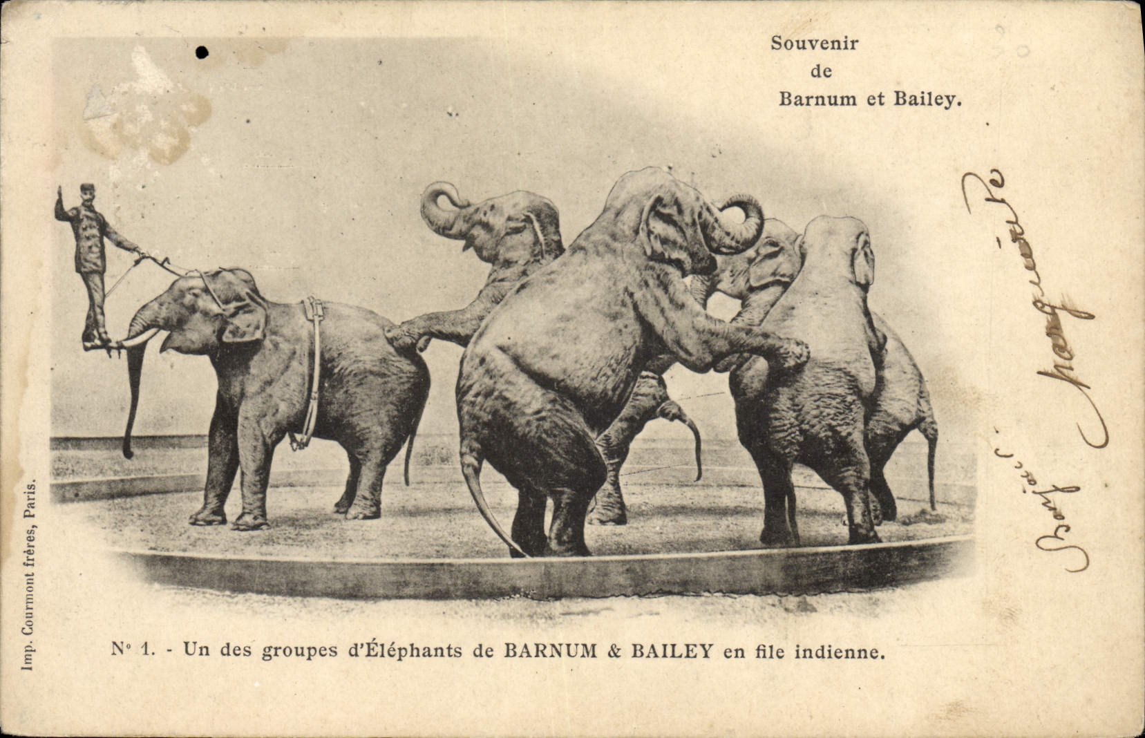 Vintage Postcard Barnum Circus & Bailey One of the group of elephants Elephant