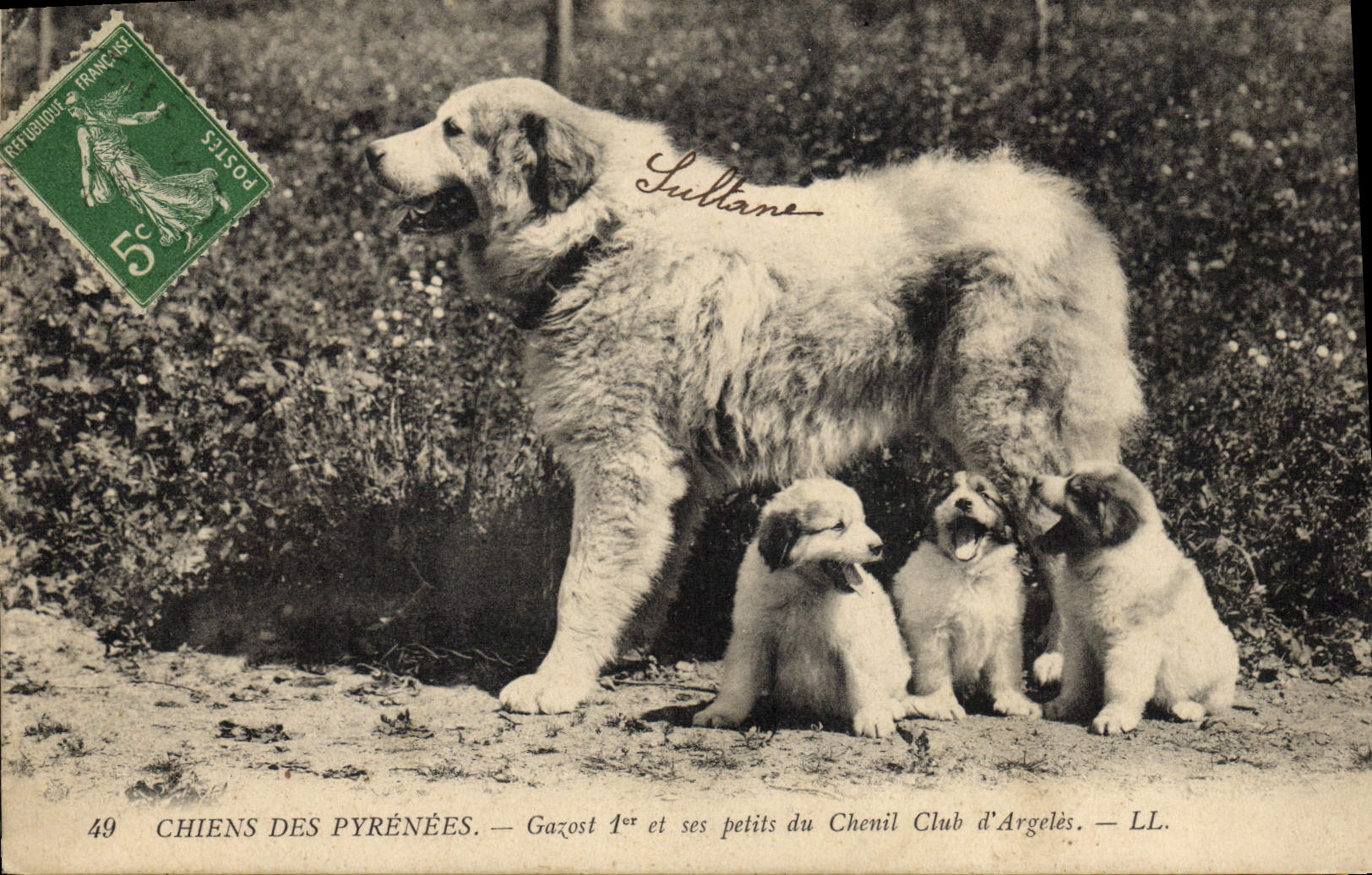 CPA Chien Chiens des Pyrenees Gazost 1er et ses petits du chenil club d'Argeles 