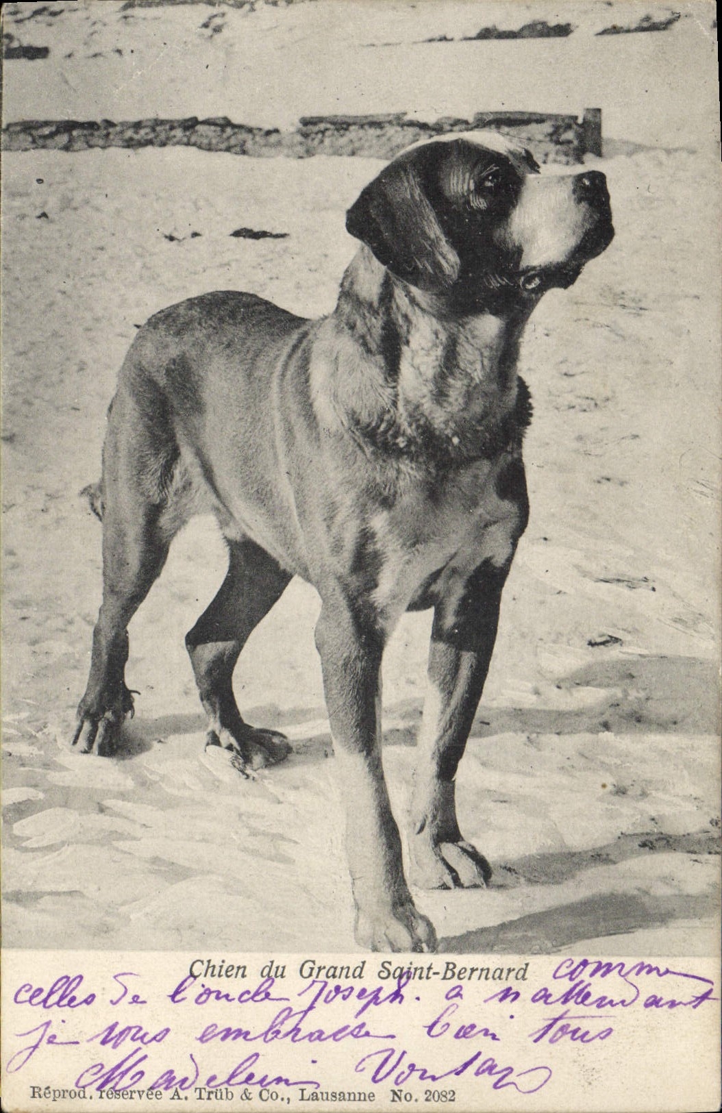 Vintage Postcard Dog of Large St Bernard Chiens