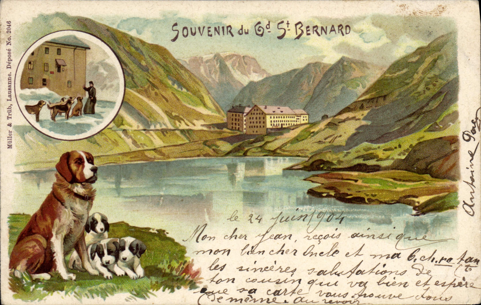 Vintage Postcard Dog Dogs Large St Bernard