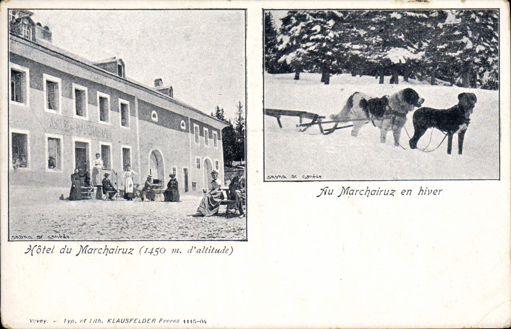 Vintage Postcard Dog Dogs Hotel of Marchairuz