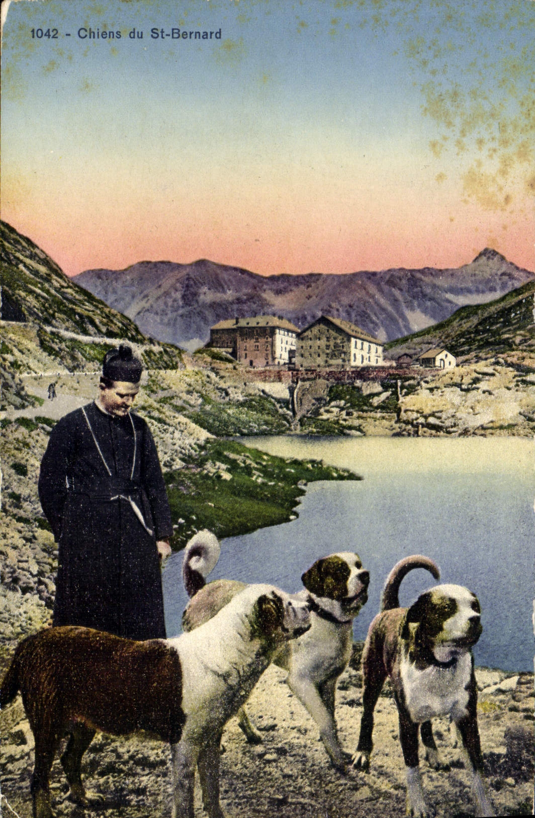 Vintage Postcard Dog Dogs of St Bernard