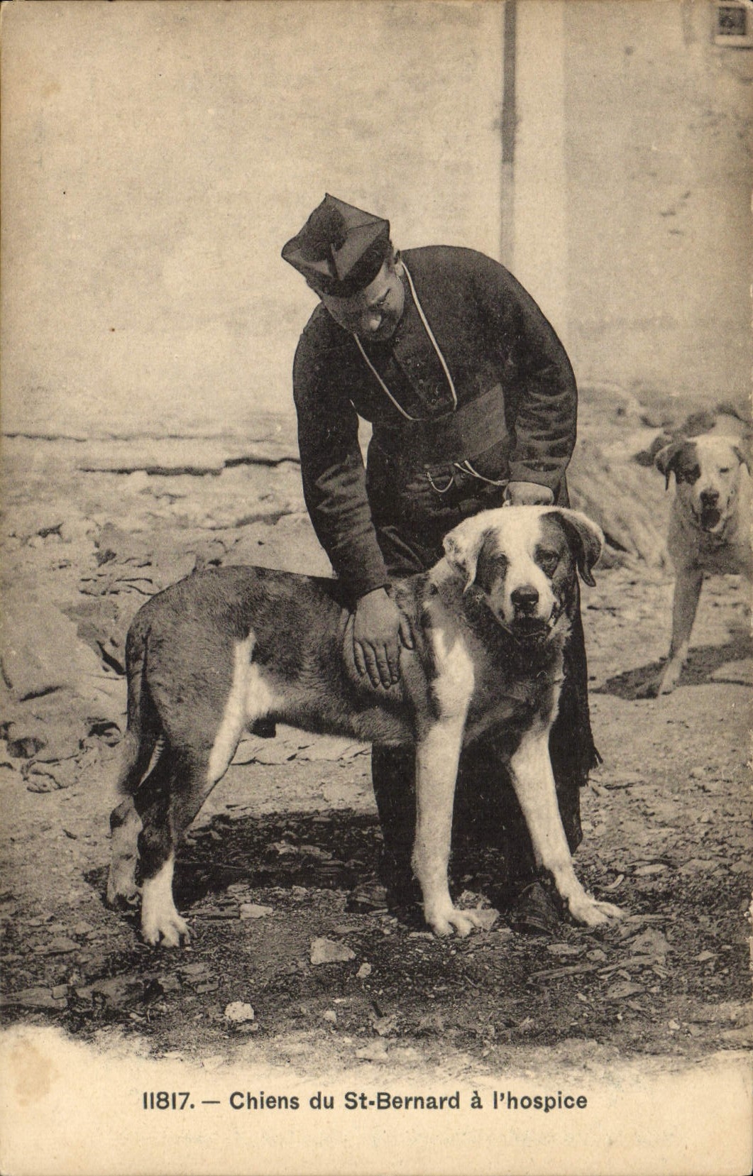 Vintage Postcard Chien Dogs of St Bernard has the old people's home