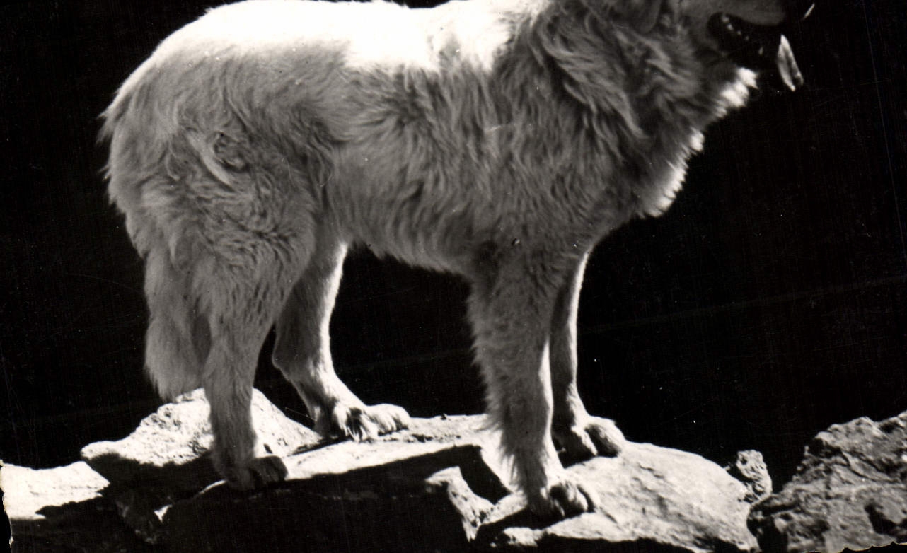 Modern Postcard Dog Dogs of the Pyrenees