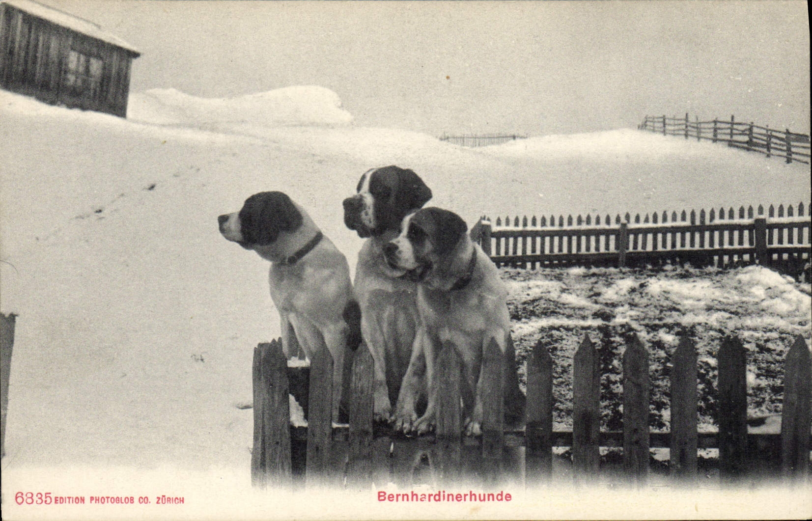 Vintage Postcard Dog Bernardinerhunde Dogs