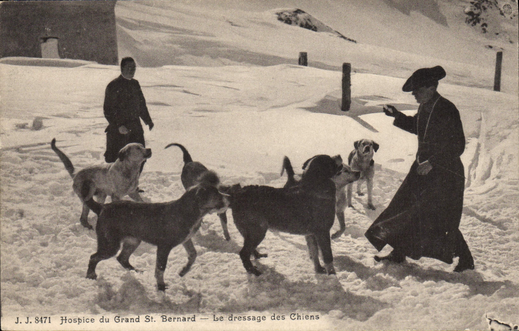Vintage Postcard Dog Dogs Old people's home of Large St Bernard the raising of the dogs