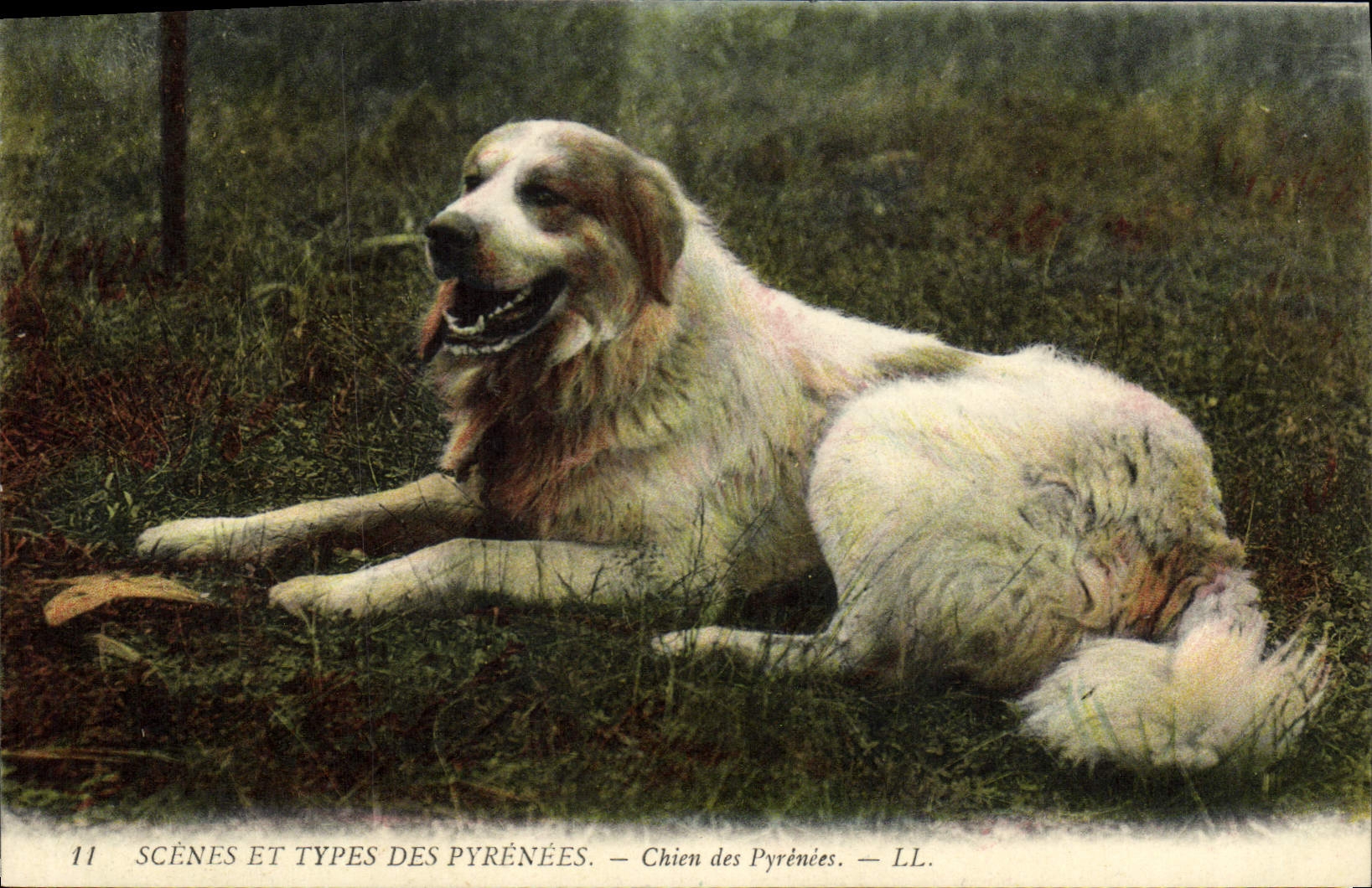 CPA Chien Chiens des Pyrenees 