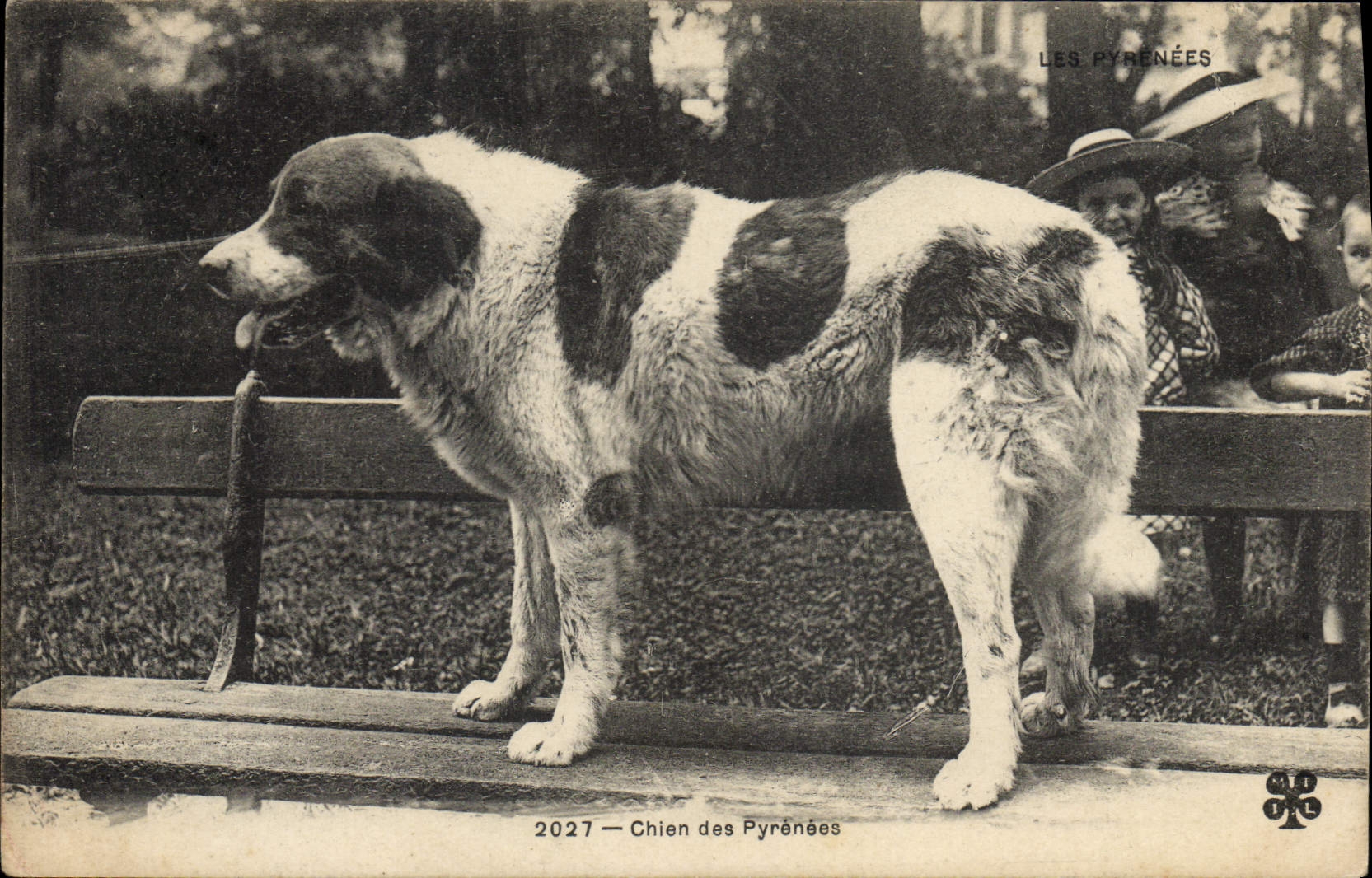 CPA Chien Chiens des Pyrenees 