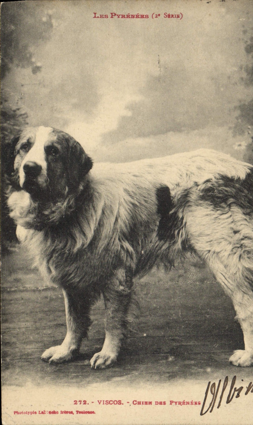 CPA Chien Chiens des Pyrenees Viscos 