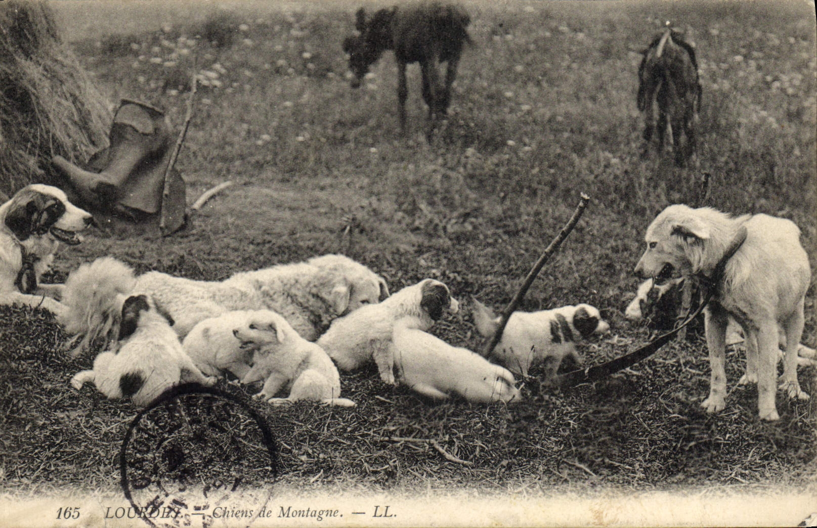 CPA Chien Chiens de montagne Lourdes 