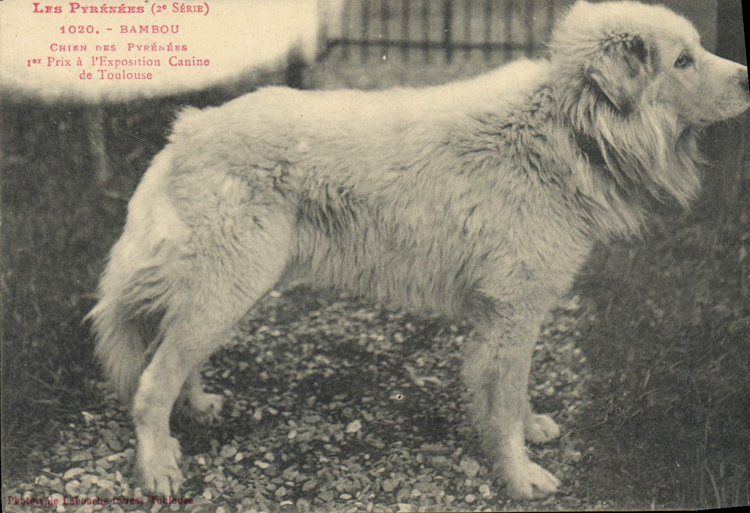 CPA Chien Chiens des Pyrenees Bambou 1er prix a l'exposition Canine de Toulouse 