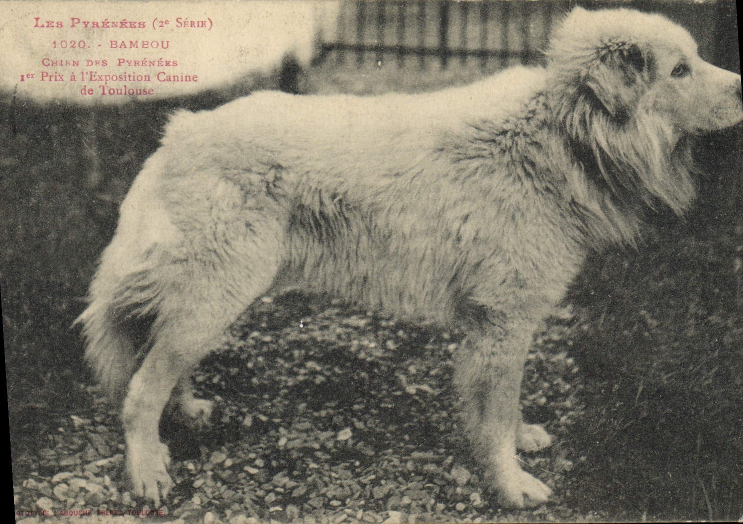 CPA Chien Chiens des Pyrenees Bambou 1er prix a l'exposition Canine de Toulouse 