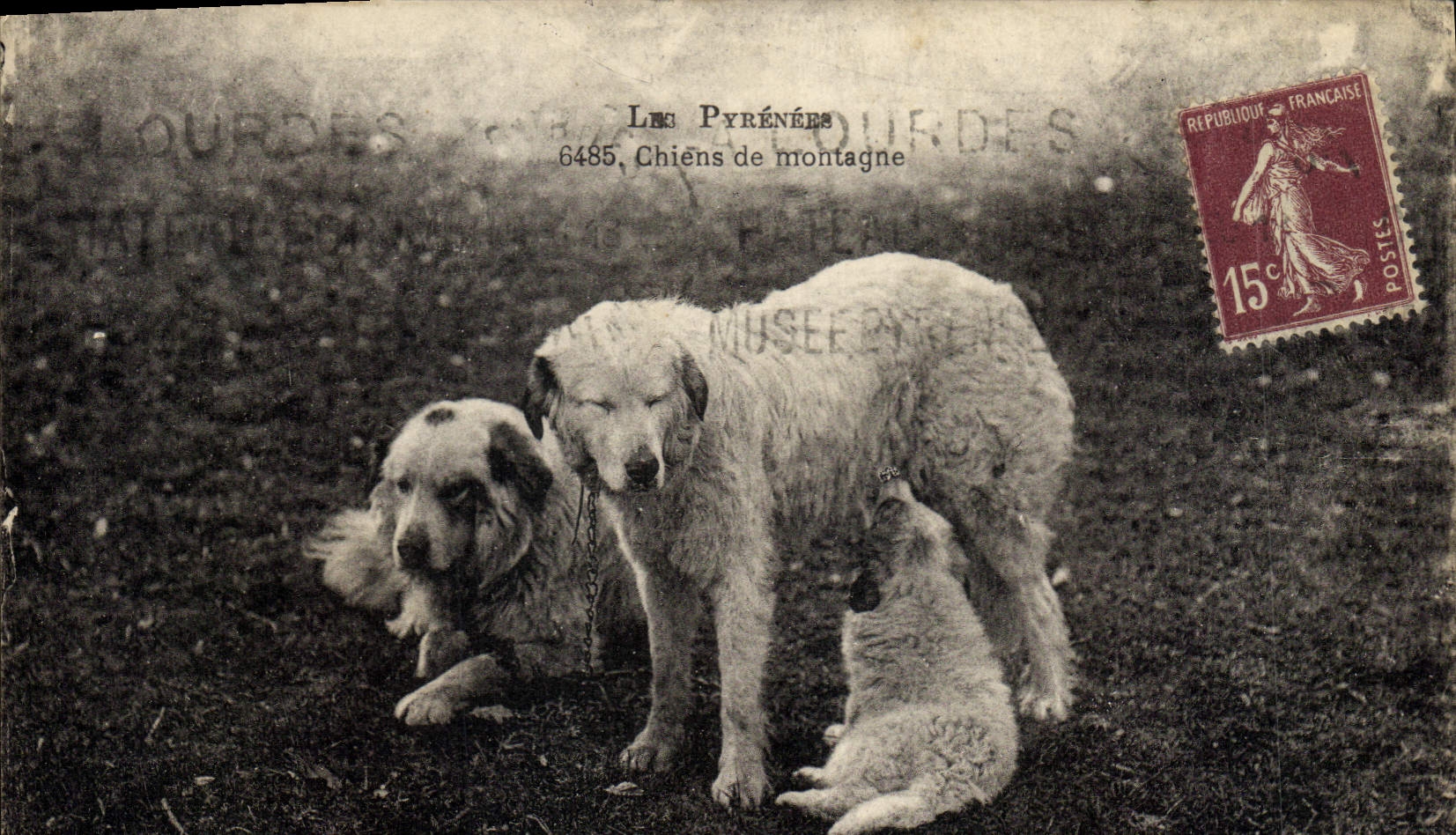 CPA Chien Chiens de montagne Pyrenees 