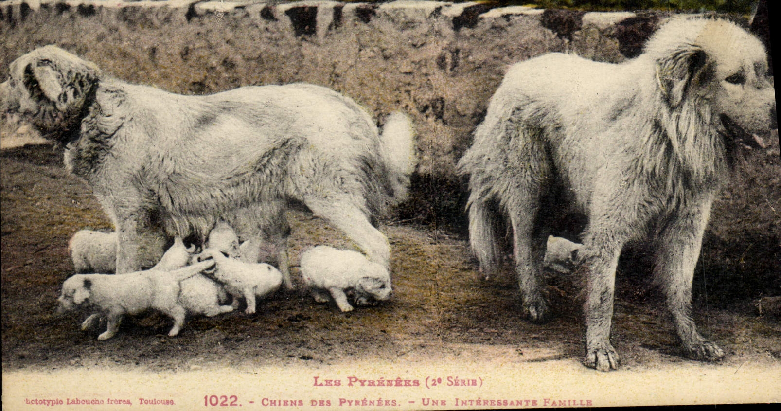 CPA Chien Chiens des Pyrenees Une interessante famille 