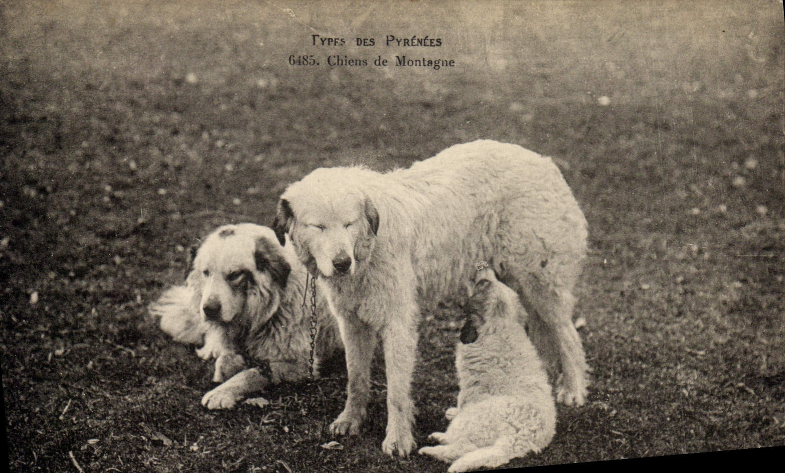 CPA Chien Chiens de montagne Pyrenees 