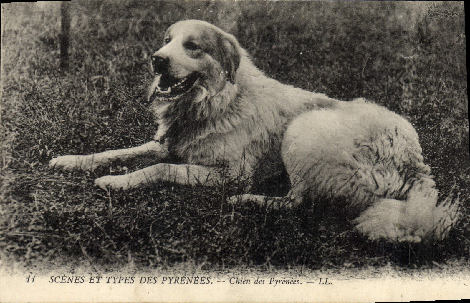 CPA Chien Chiens des Pyrenees 