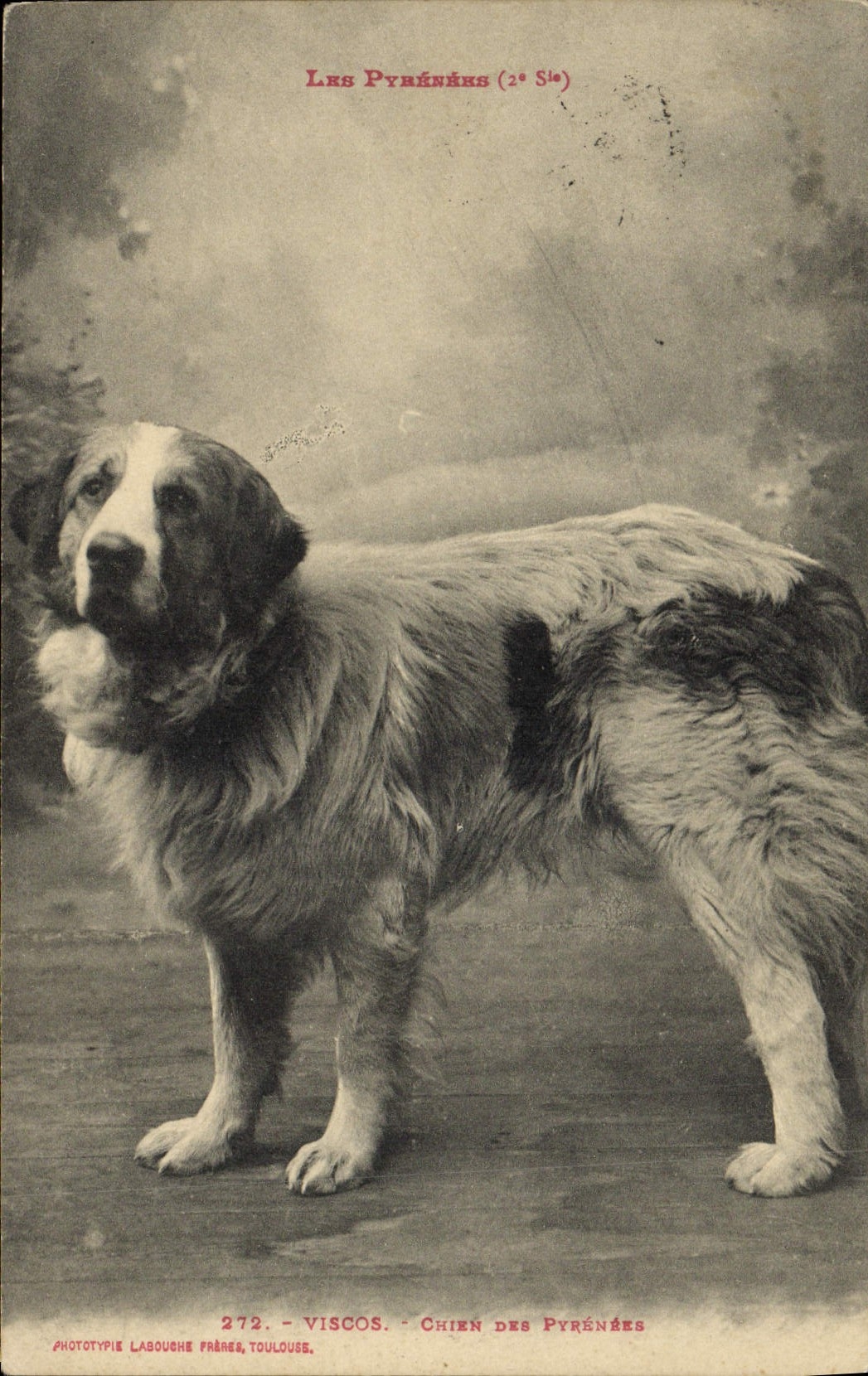 CPA Chien Chiens des Pyrenees Viscos
