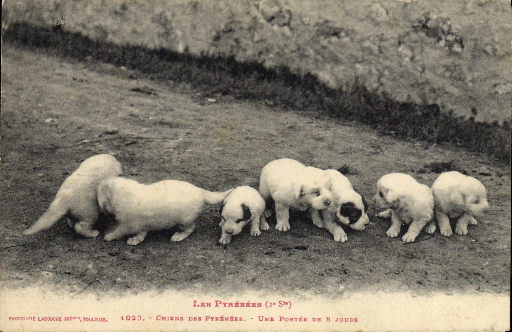 CPA Chien Chiens des Pyrenees Une portee de 8 jours 