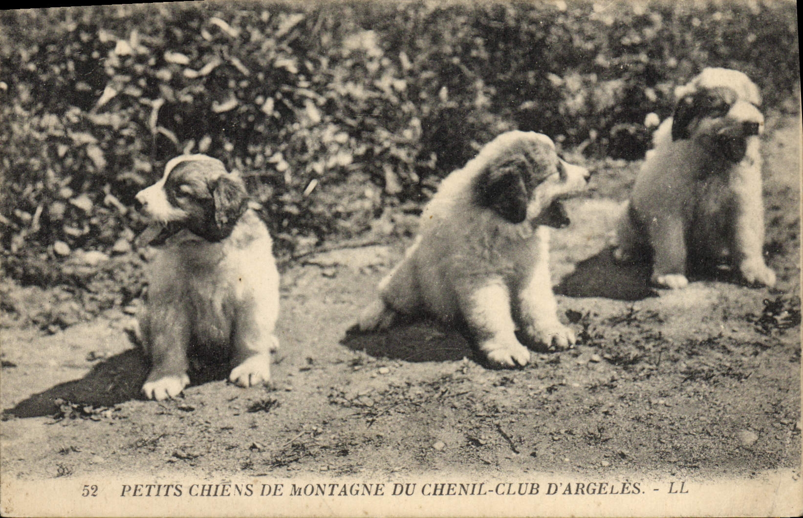 Vintage Postcard Dog Puppies of mountain of the Kennels Club of Argeles