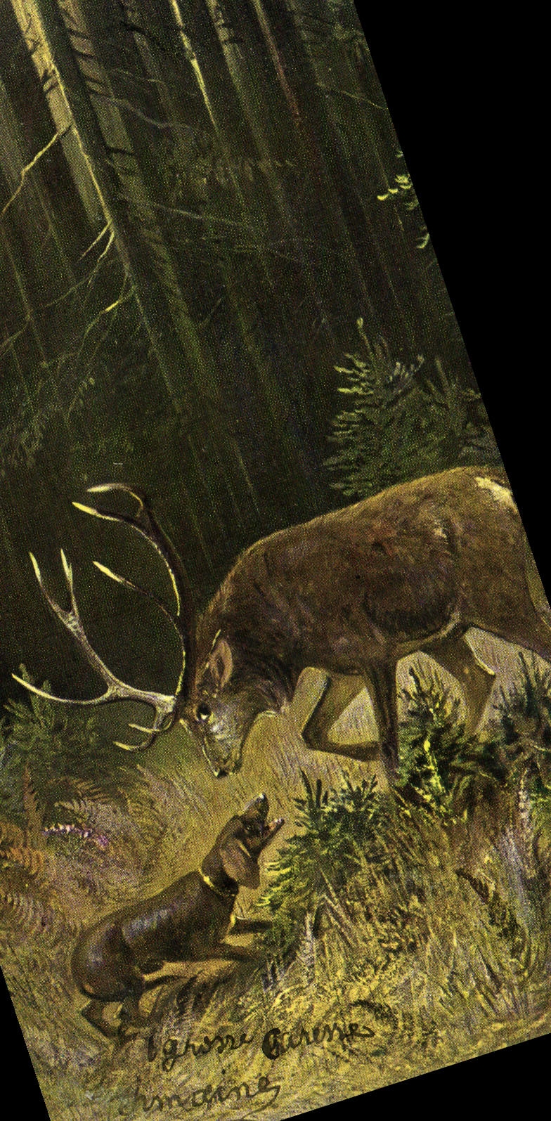 CPA Chasse Cerf Chien 