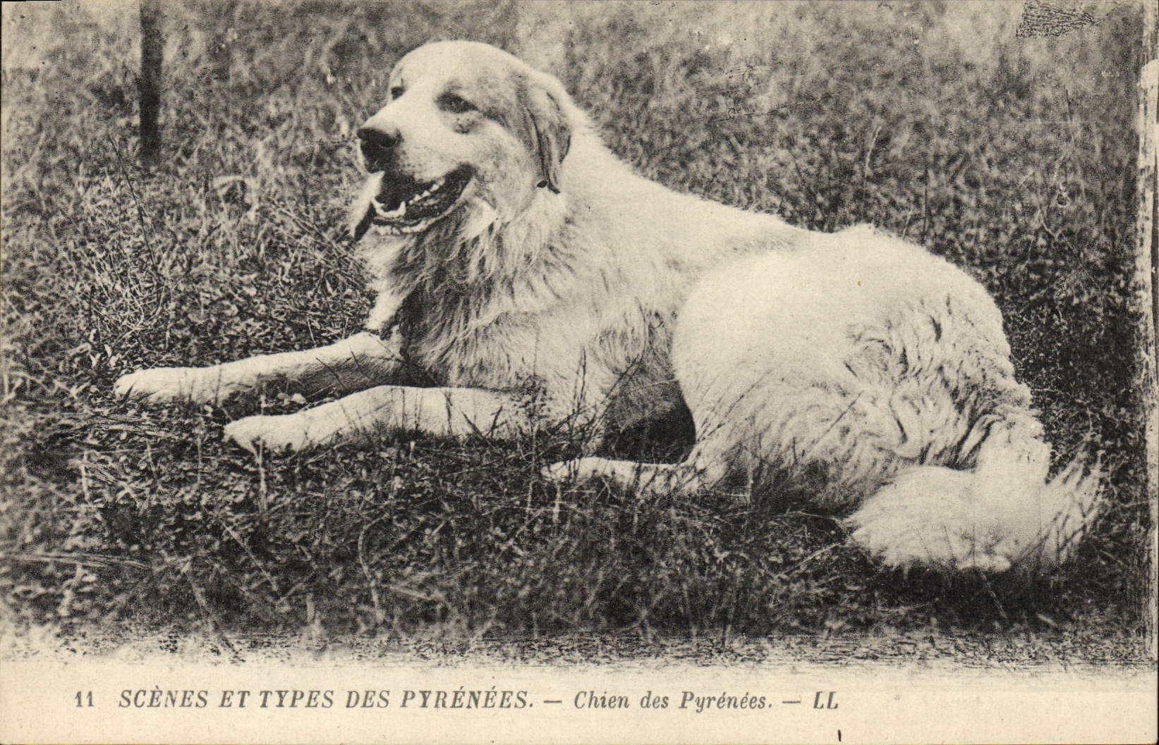 CPA Chien Chiens des Pyrenees 