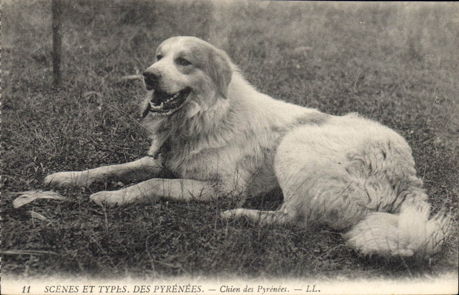 CPA Chien Chiens des Pyrenees 