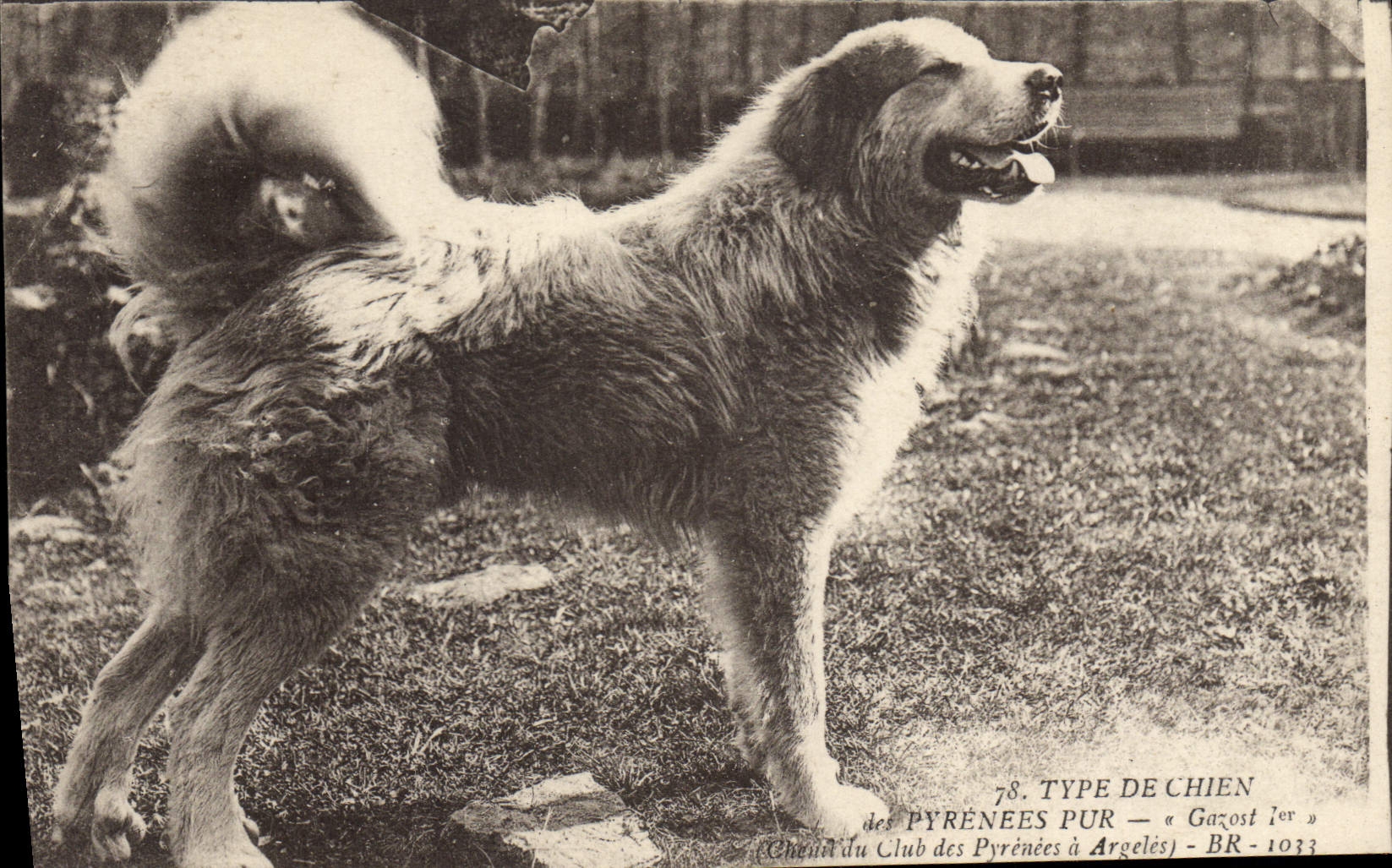 Vintage Postcard Chien of the Pyrenees Chiens Gazost 1st Kennels of the Club of the Pyrenees has Argeles